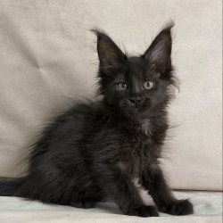 Maine Coon NOV Noir