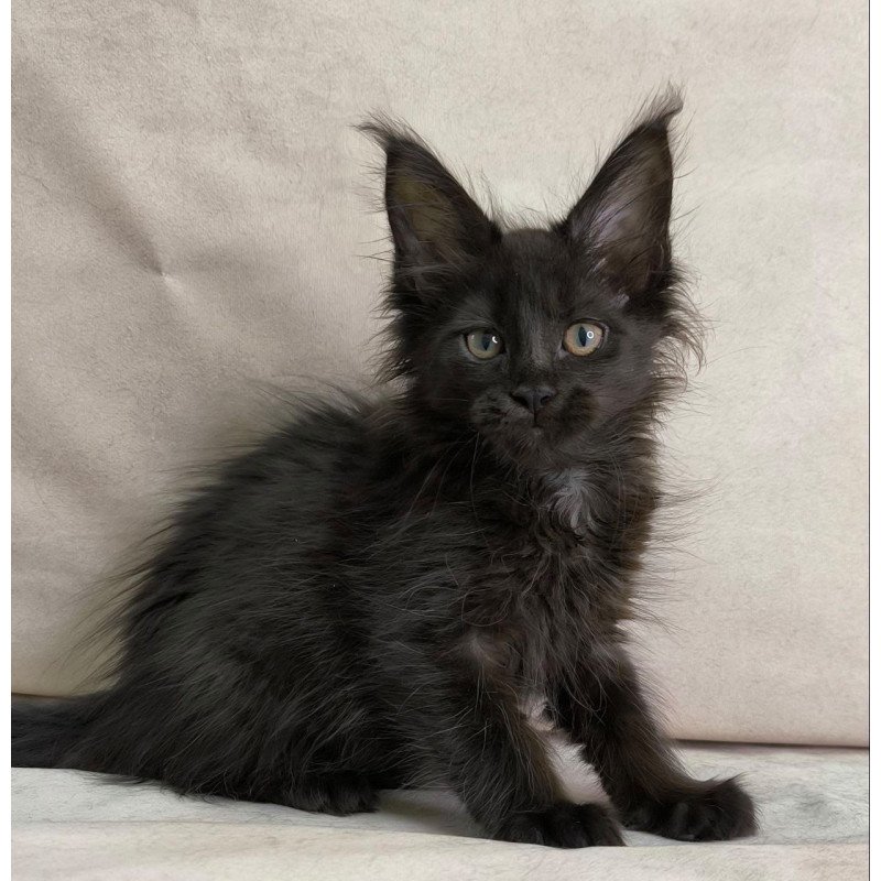 Maine Coon NOV Noir