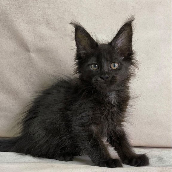 Maine Coon NOV Noir