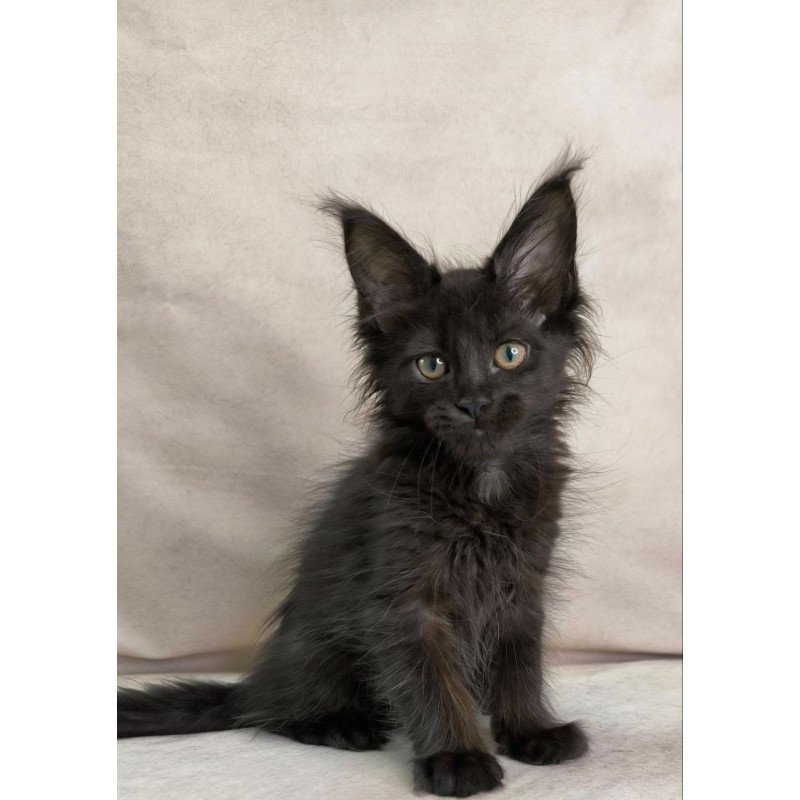 Maine Coon NOV Noir