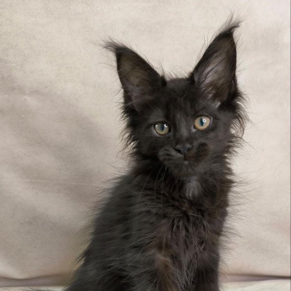 Maine Coon NOV Noir