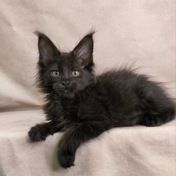 Maine Coon NOV Noir
