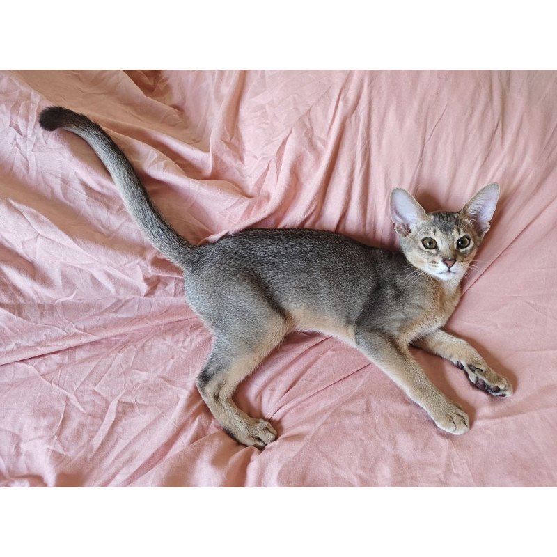 Abyssinian NOV Kai