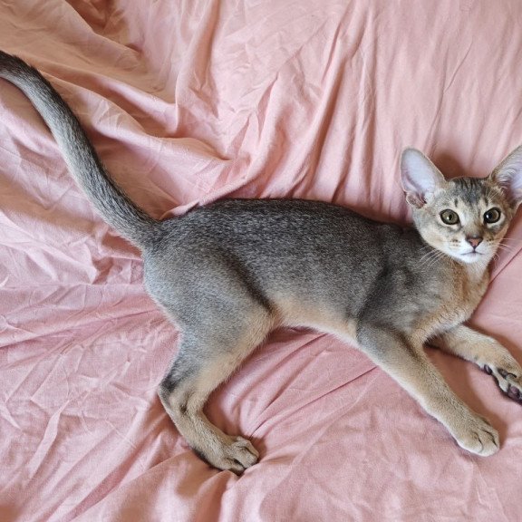 Abyssinian NOV Kai