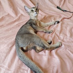 Abyssinian NOV Kai