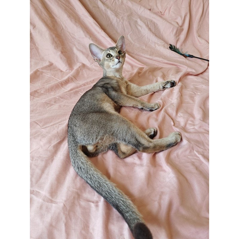 Abyssinian NOV Kai