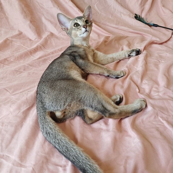 Abyssinian NOV Kai