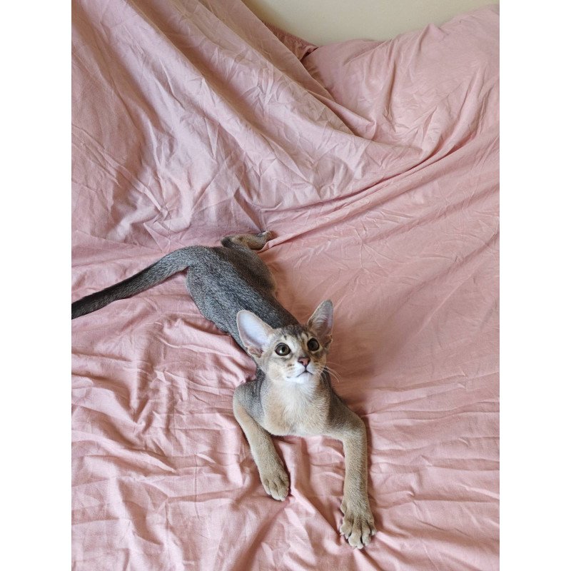 Abyssinian NOV Kai