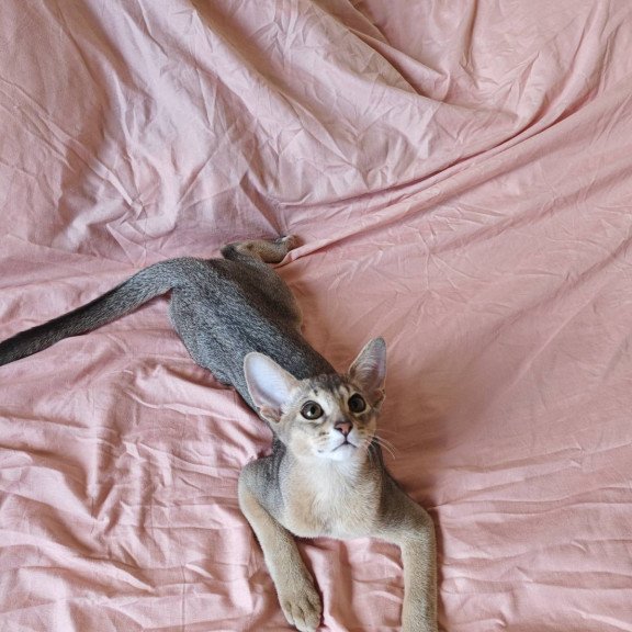 Abyssinian NOV Kai