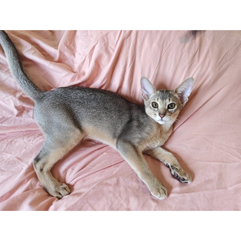 Abyssinian NOV Kai