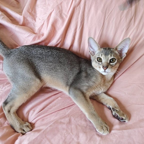 Abyssinian NOV Kai
