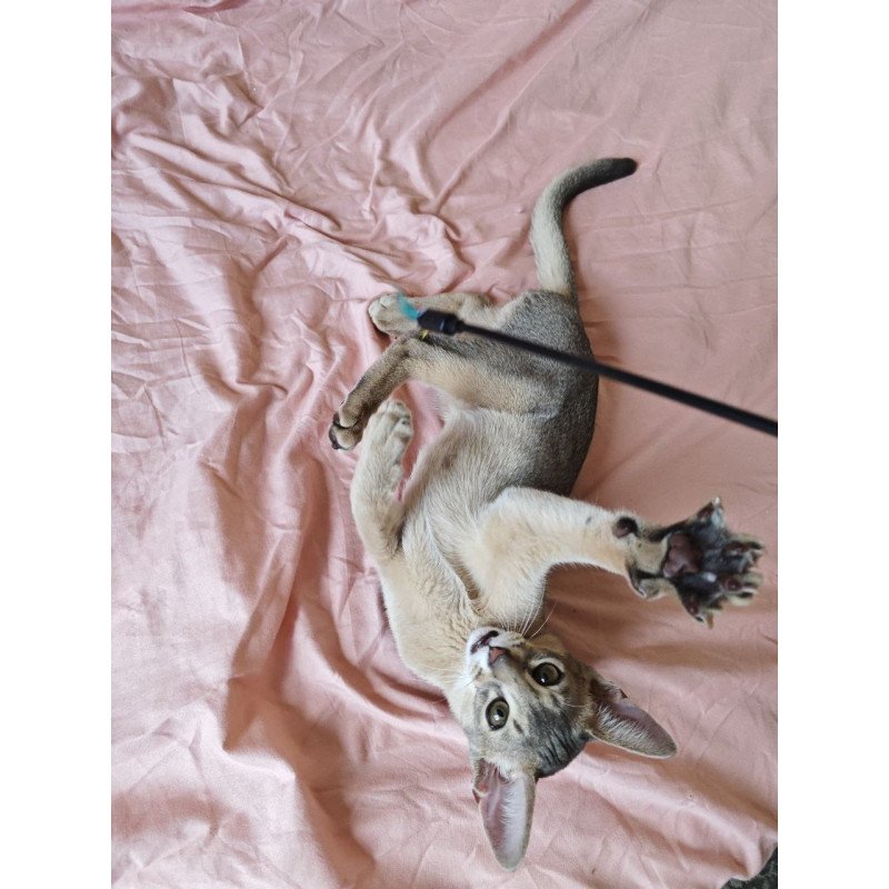 Abyssinian NOV Kai