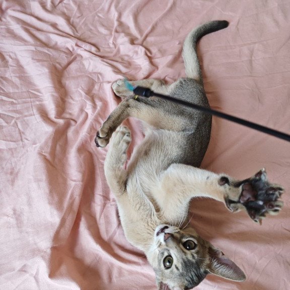 Abyssinian NOV Kai