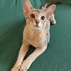 Abyssinian NOV Kai
