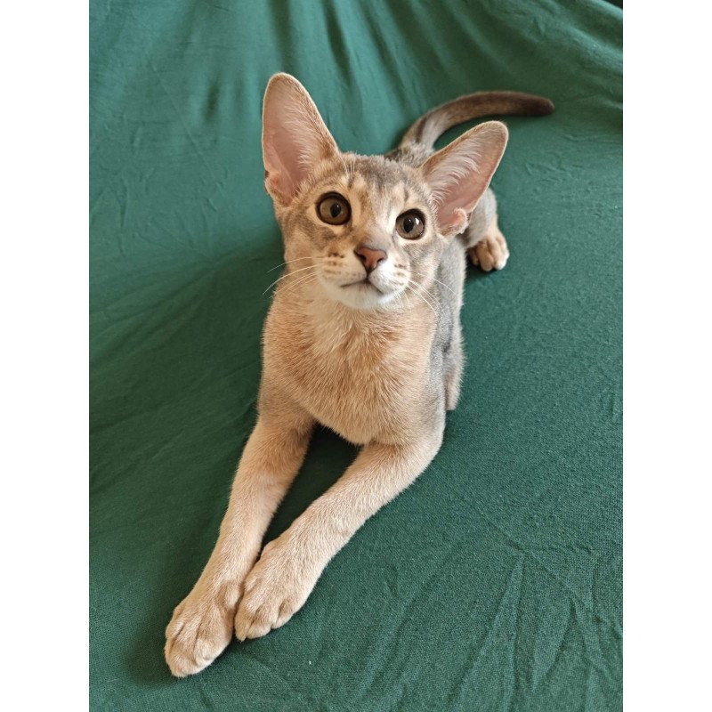 Abyssinian NOV Kai