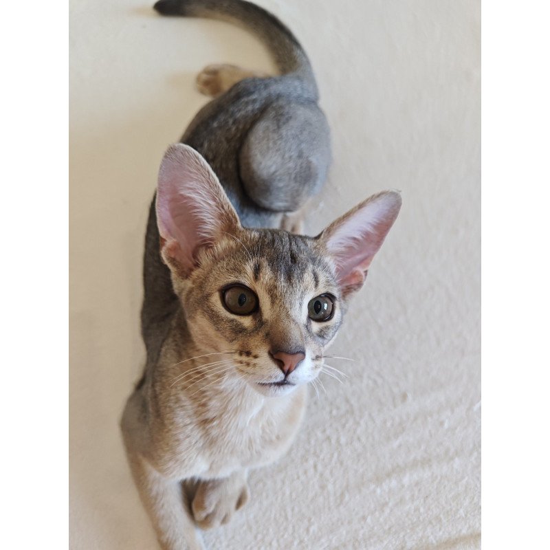 Abyssinian NOV Kai