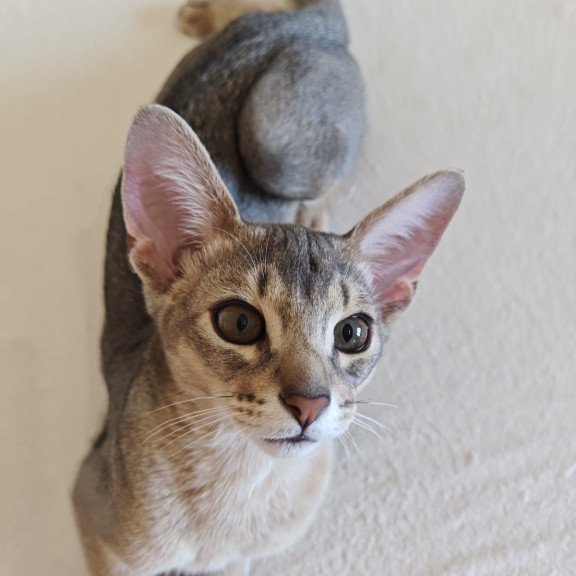 Abyssinian NOV Kai