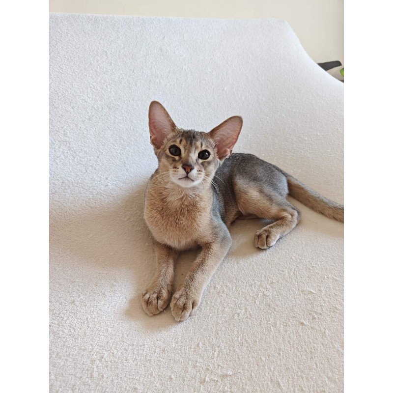 Abyssinian NOV Kai