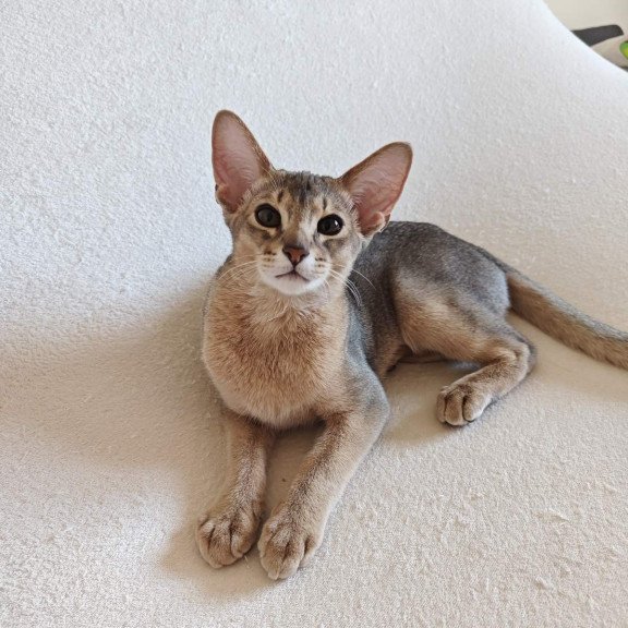 Abyssinian NOV Kai
