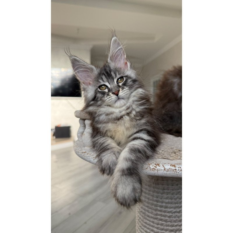 Maine Coon NOV Odry
