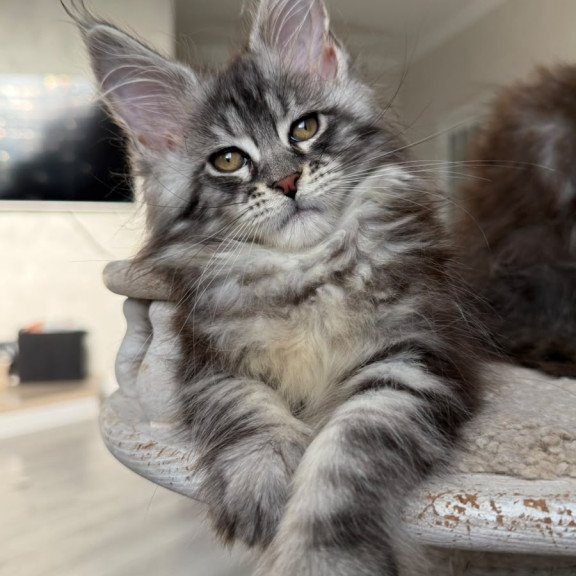 Maine Coon NOV Odry