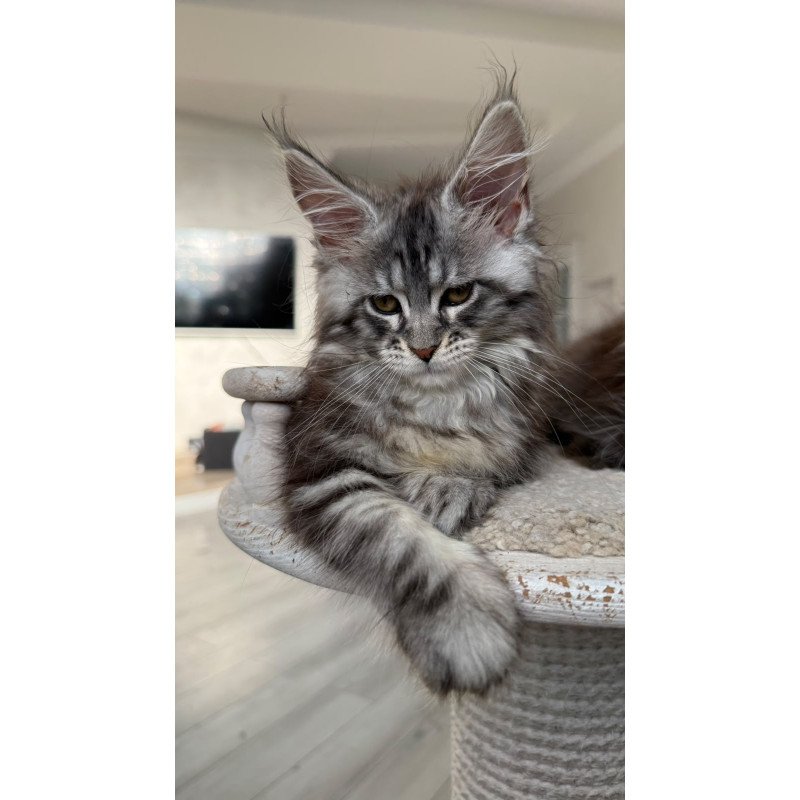 Maine Coon NOV Odry