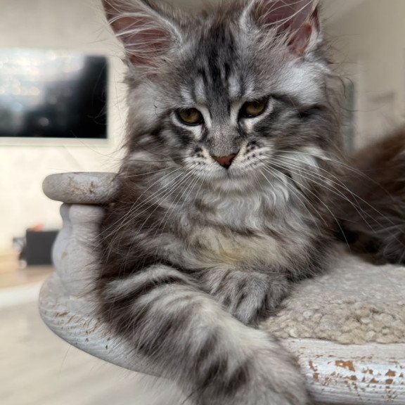 Maine Coon NOV Odry