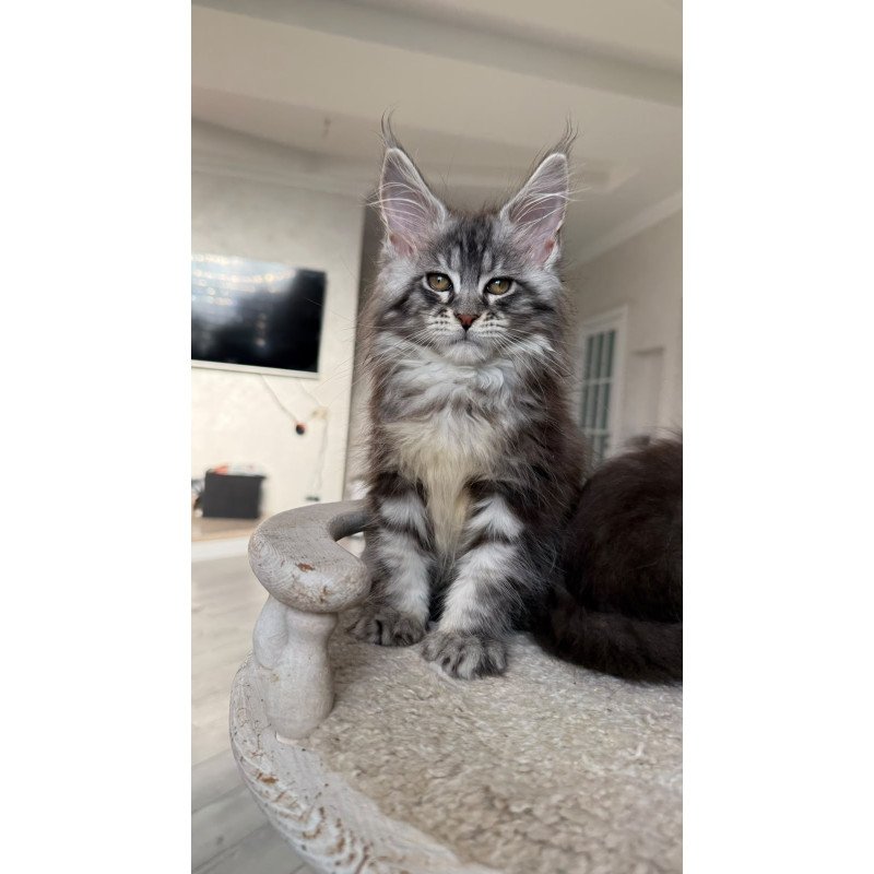 Maine Coon NOV Odry