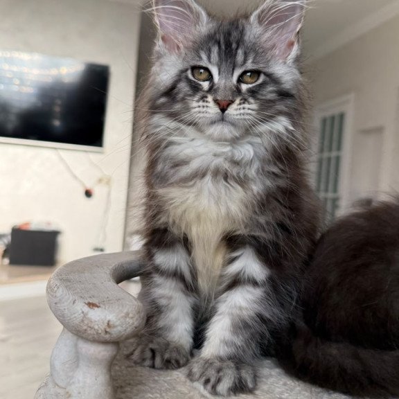 Maine Coon NOV Odry