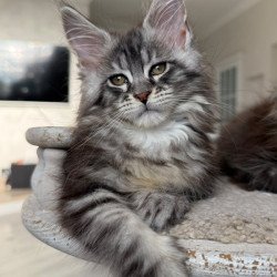 Maine Coon NOV Odry