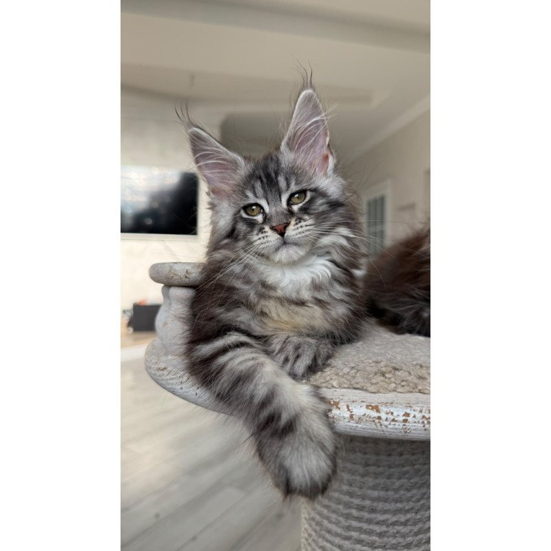 Maine Coon NOV Odry