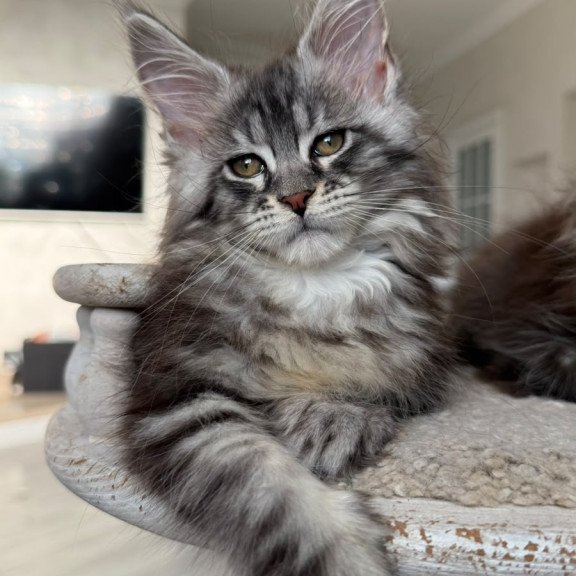Maine Coon NOV Odry