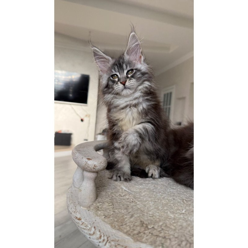 Maine Coon NOV Odry
