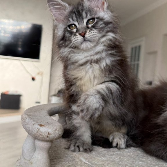 Maine Coon NOV Odry