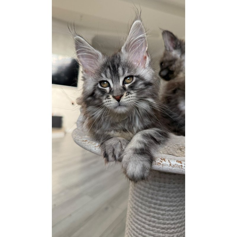 Maine Coon NOV Odry
