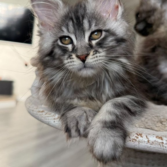 Maine Coon NOV Odry