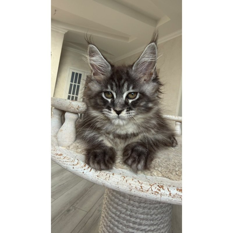 Maine Coon NOV Ornela
