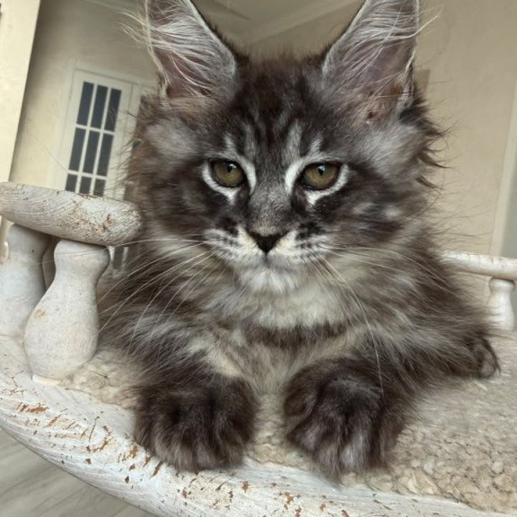 Maine Coon NOV Ornela