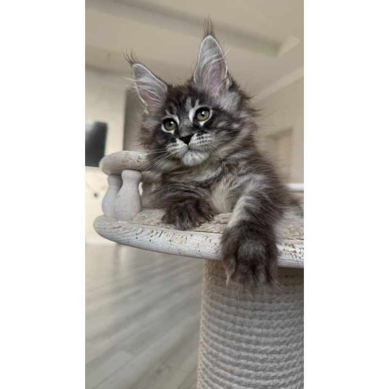 Maine Coon NOV Ornela