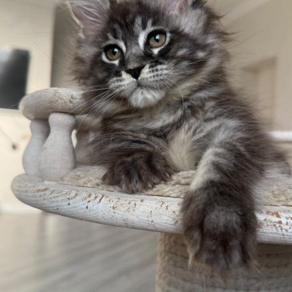 Maine Coon NOV Ornela