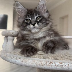 Maine Coon NOV Ornela