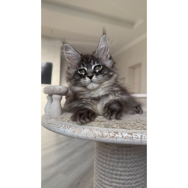 Maine Coon NOV Ornela