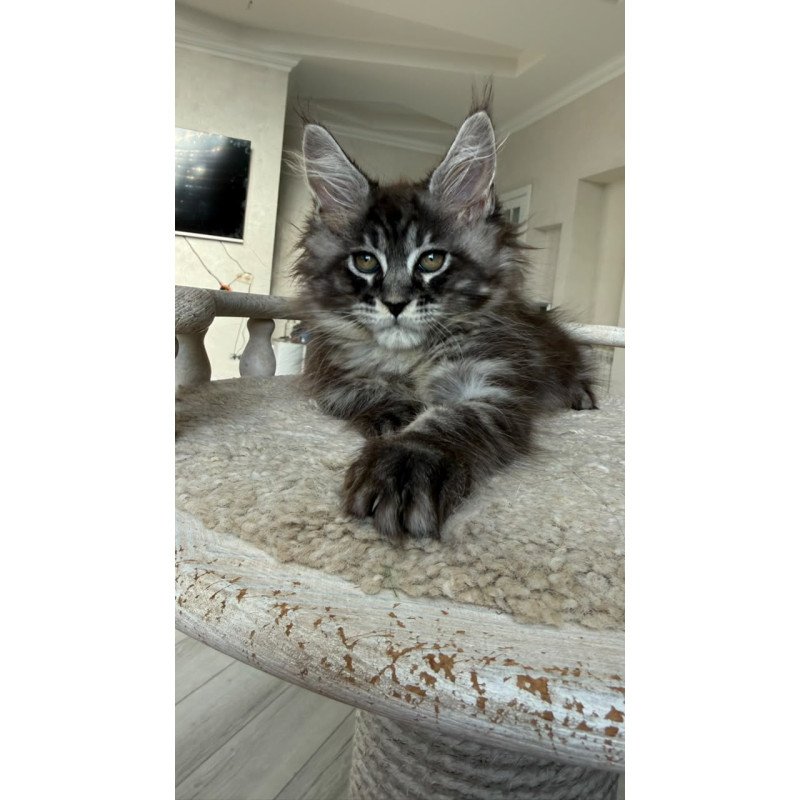 Maine Coon NOV Ornela