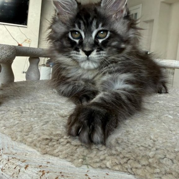 Maine Coon NOV Ornela
