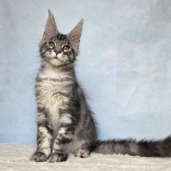 Maine Coon NOV Quail