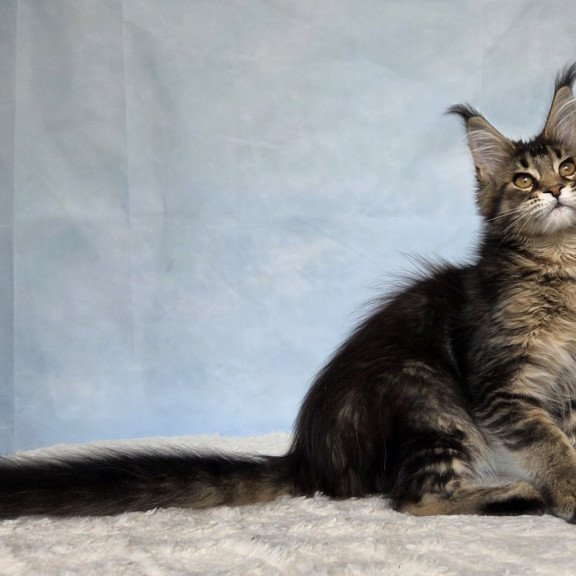 Maine Coon NOV Quokka