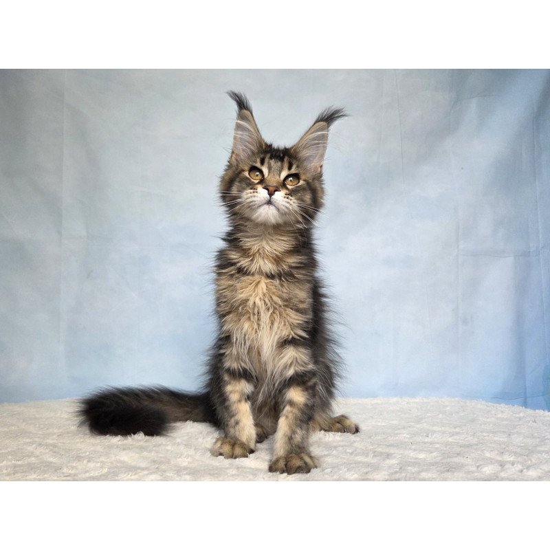 Maine Coon NOV Quokka