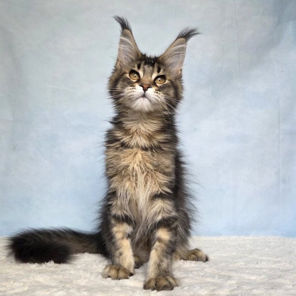 Maine Coon NOV Quokka