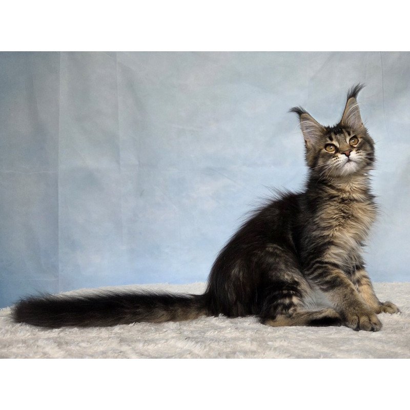 Maine Coon NOV Quokka