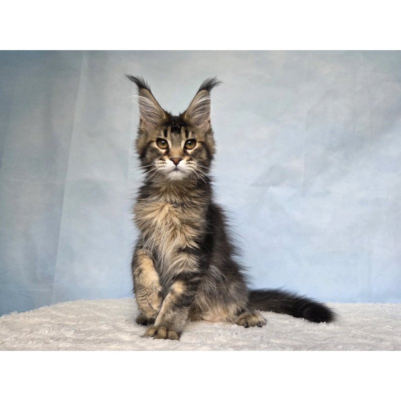Maine Coon NOV Quokka